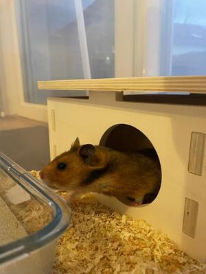 Goldie, Mittelhamster (Goldhamster) - weiblich