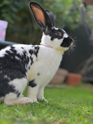 Gundula, Deutscher Riese - weiblich