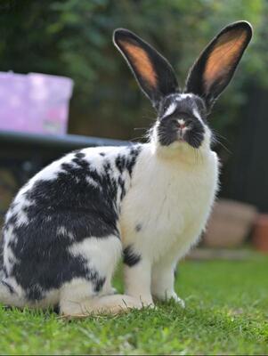 Gundula, Deutscher Riese - weiblich