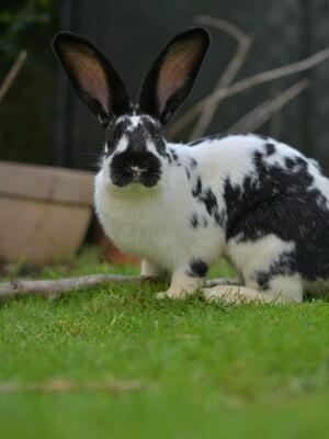Gundula, Deutscher Riese - weiblich