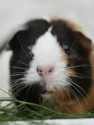 Gypsy, Glatthaar-Meerschweinchen - weiblich