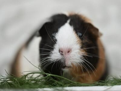 Gypsy, Glatthaar-Meerschweinchen - weiblich