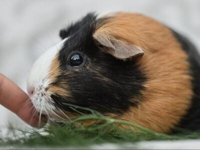 Gypsy, Glatthaar-Meerschweinchen - weiblich