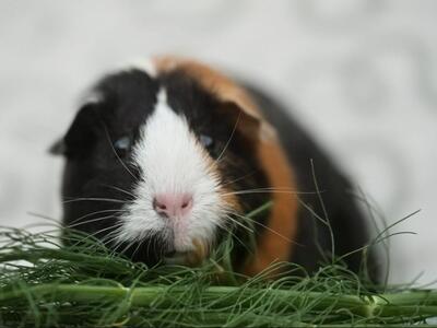 Gypsy, Glatthaar-Meerschweinchen - weiblich
