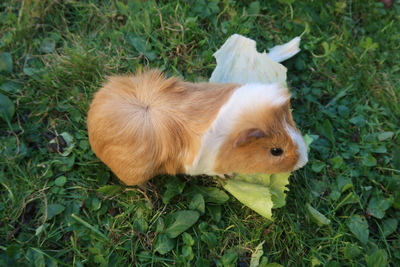 Hannibal, Rosette Jungtier - männlich