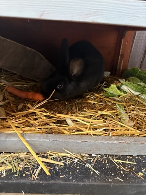 Hasen Jungtier - unbekannt