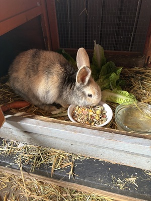 Hasen Jungtier - unbekannt
