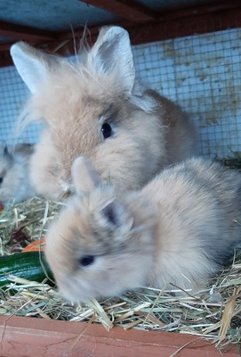 Hasenkaninchen Jungtier - unbekannt