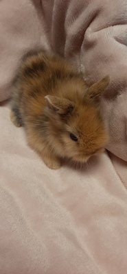 Hasenkaninchen Jungtier - unbekannt