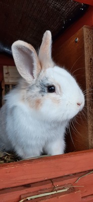 Hasenkaninchen Jungtier - unbekannt