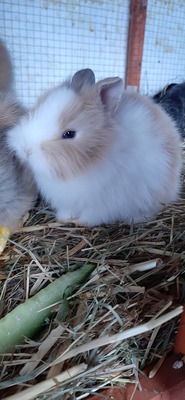 Hasenkaninchen Jungtier - unbekannt