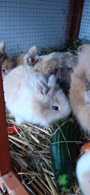 Hasenkaninchen Jungtier - unbekannt