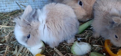 Hasenkaninchen Jungtier - unbekannt