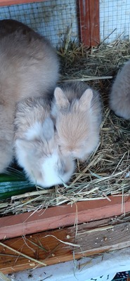 Hasenkaninchen Jungtier - unbekannt