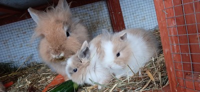 Hasenkaninchen Jungtier - unbekannt