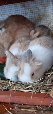 Hasenkaninchen Jungtier - unbekannt