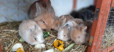 Hasenkaninchen Jungtier - unbekannt