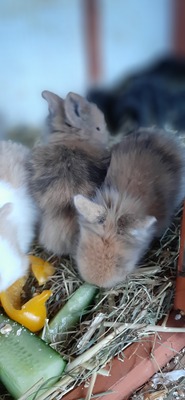 Hasenkaninchen Jungtier - unbekannt