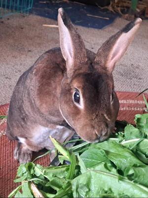 Hazel, Rex-Zwergkaninchen - weiblich