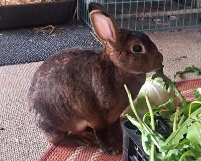 Hazel, Rex-Zwergkaninchen - weiblich
