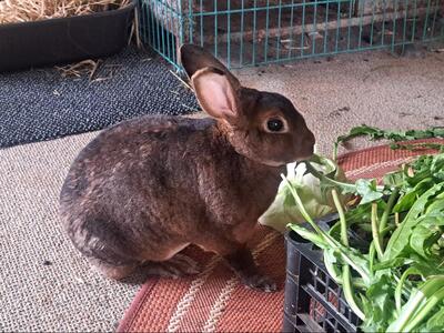 Hazel, Rex-Zwergkaninchen - weiblich