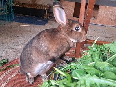 Hazel, Rex-Zwergkaninchen - weiblich