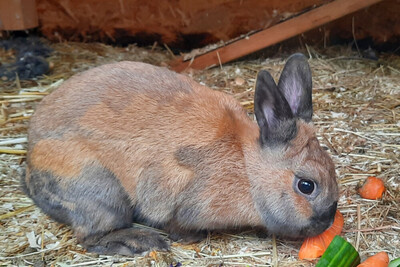 Hazel, Zwergkaninchen Jungtier - weiblich