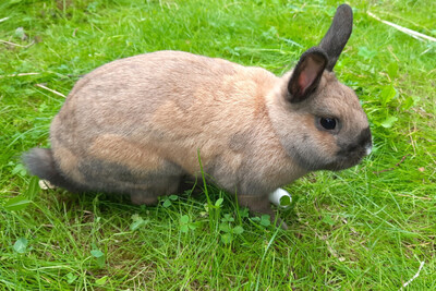 Hazel, Zwergkaninchen Jungtier - weiblich