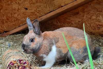 Hazel, Zwergkaninchen Jungtier - weiblich