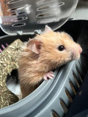 Heidi, Mittelhamster (Goldhamster) - weiblich
