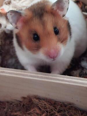 Henny, Mittelhamster (Goldhamster) - weiblich