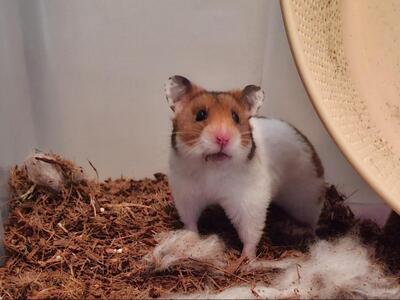 Henny, Mittelhamster (Goldhamster) - weiblich