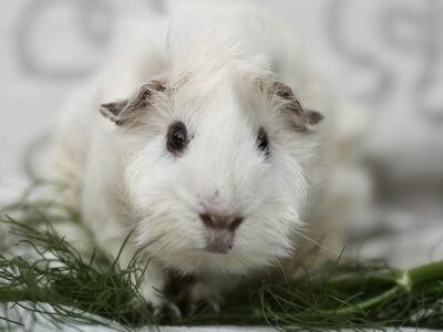 Henry, Rosettenmeerschweinchen - männlich