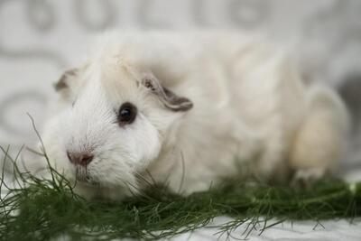 Henry, Rosettenmeerschweinchen - männlich