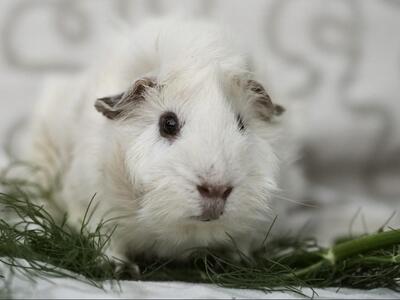 Henry, Rosettenmeerschweinchen - männlich