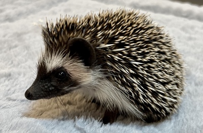 Herbert, Afrikanischer Weißbauchigel Jungtier - männlich