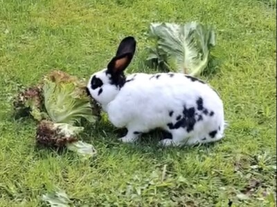 Hilde, Riesenschecke - weiblich