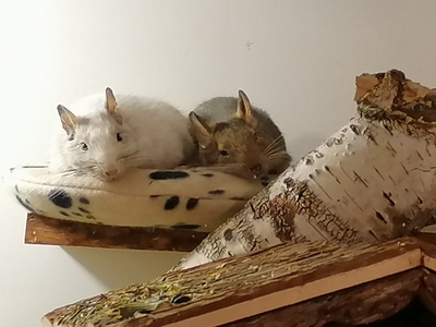 Hopper & Chandler, Aguti - männlich