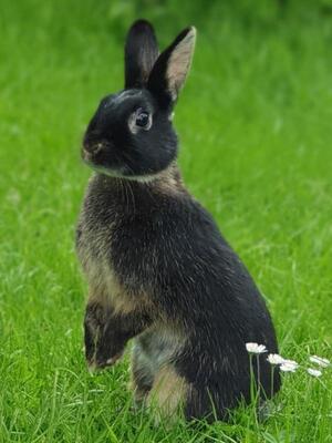 Hops, Aufenthaltsort: 89287 Bellenberg - weiblich
