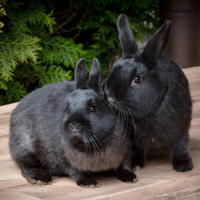 Ipek und Pamuk, nicht bekannt - weiblich