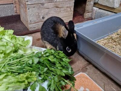 Jackerl, Zwerg-Lohkaninchen - männlich