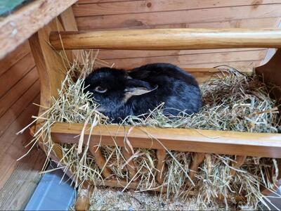 Jackerl, Zwerg-Lohkaninchen - männlich