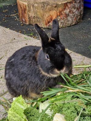 Jackerl, Zwerg-Lohkaninchen - männlich