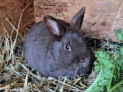 Jenny, Zwergkaninchen - weiblich