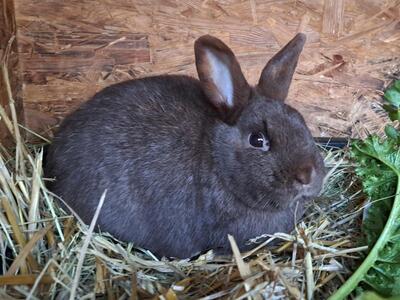 Jenny, Zwergkaninchen - weiblich