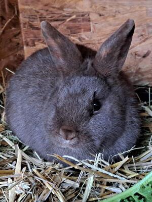 Jenny, Zwergkaninchen - weiblich