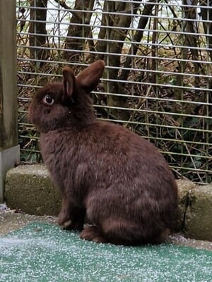 Jenny, Zwergkaninchen - weiblich