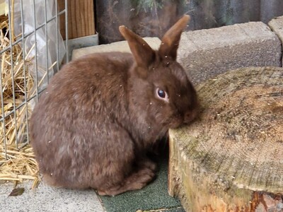 Jenny, Zwergkaninchen - weiblich