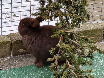 Jenny, Zwergkaninchen - weiblich