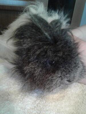 Jim, Pflegestelle in 81543 München - männlich